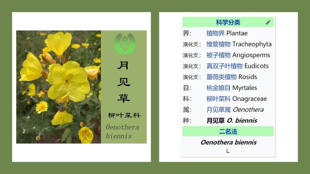 经典三级视频在线观看 香精与香料(175)—月见草