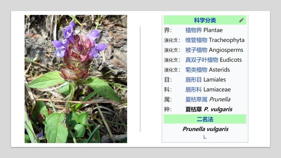 精品国产美女福领在线 香精与香料(176)—夏枯草