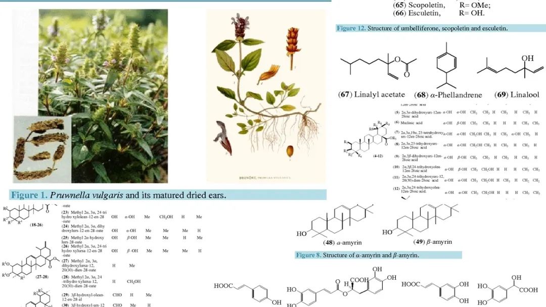 精品国产美女福领在线 香精与香料(176)—夏枯草