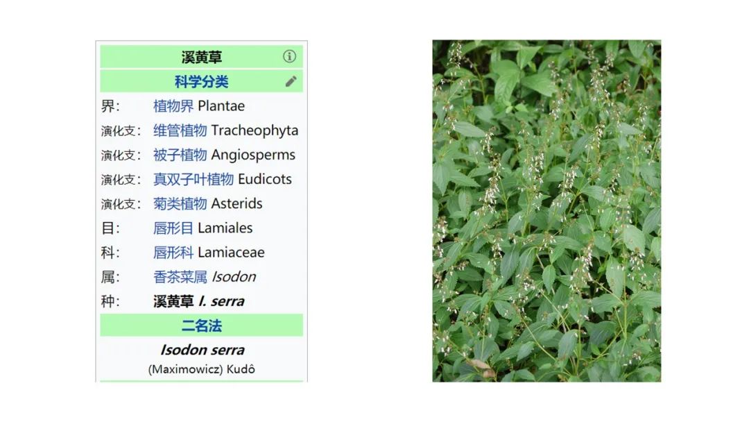 极品网红诱惑一区在线 香精与香料(177)—溪黄草