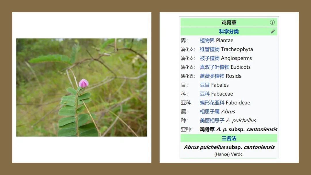精品国产美女福领在线 香精与香料(178)—鸡骨草