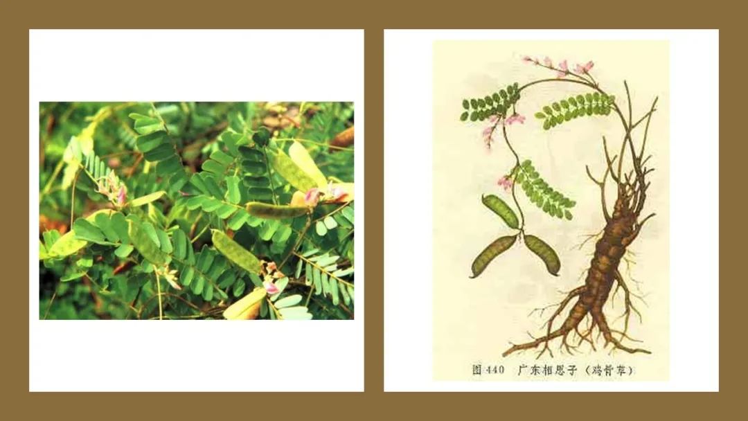 精品国产美女福领在线 香精与香料(178)—鸡骨草