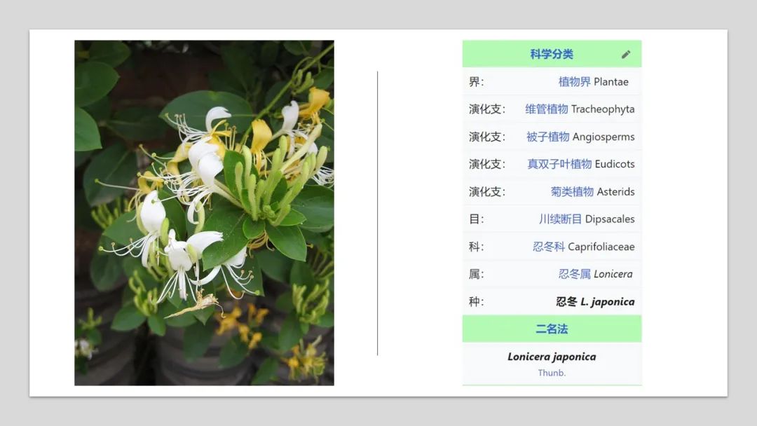 经典三级视频在线观看 香精与香料(179)—金银花