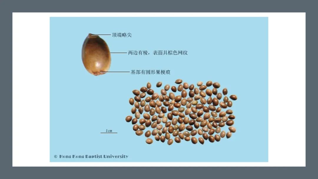 精品国产美女福领在线 香精与香料(180)—火麻仁