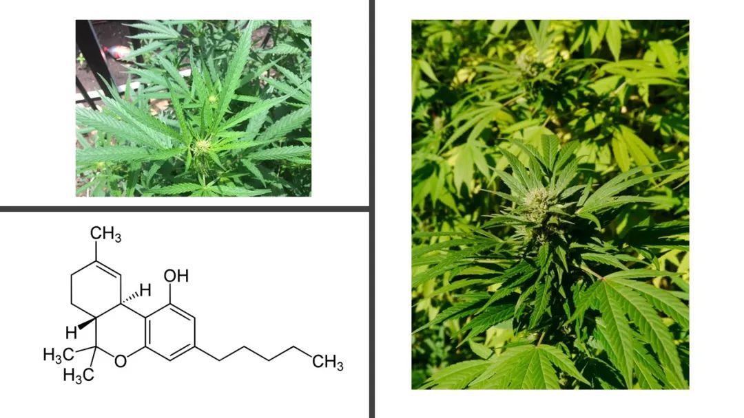 精品国产美女福领在线 香精与香料(180)—火麻仁