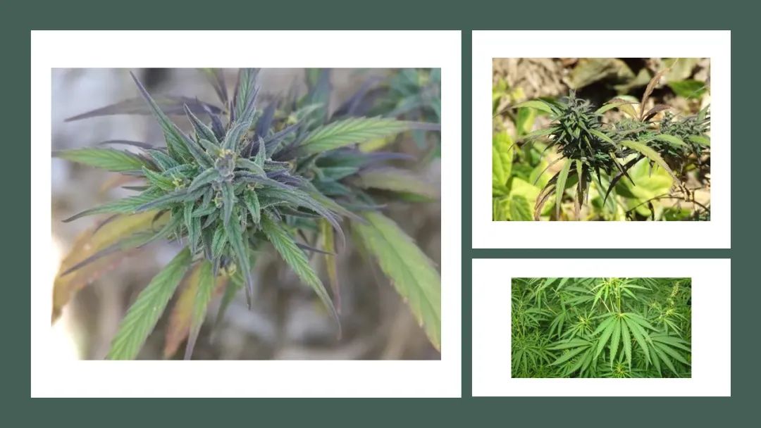 精品国产美女福领在线 香精与香料(180)—火麻仁