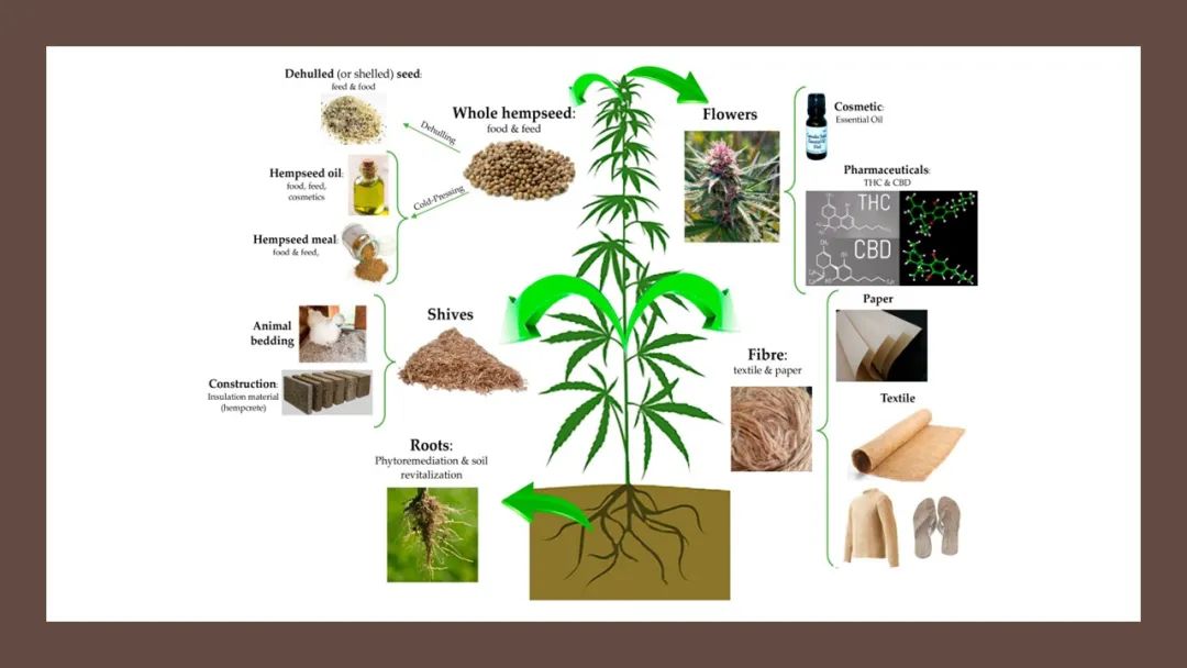 精品国产美女福领在线 香精与香料(180)—火麻仁