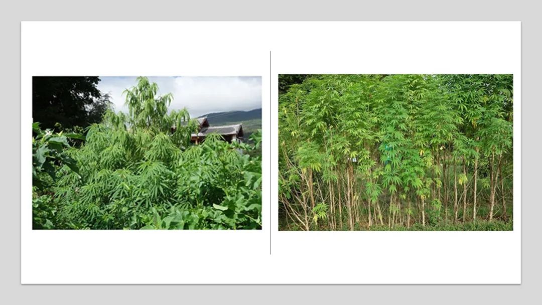 精品国产美女福领在线 香精与香料(180)—火麻仁