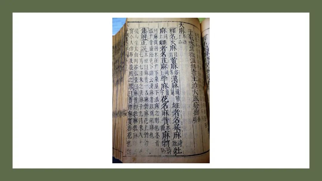 精品国产美女福领在线 香精与香料(180)—火麻仁