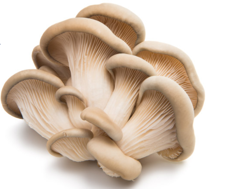 经典三级视频在线观看 香精香料高新企业简介(9)——MycoTechnology