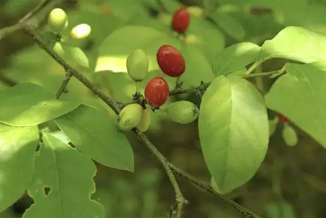 精品国产美女福领在线 香料百科——安息香