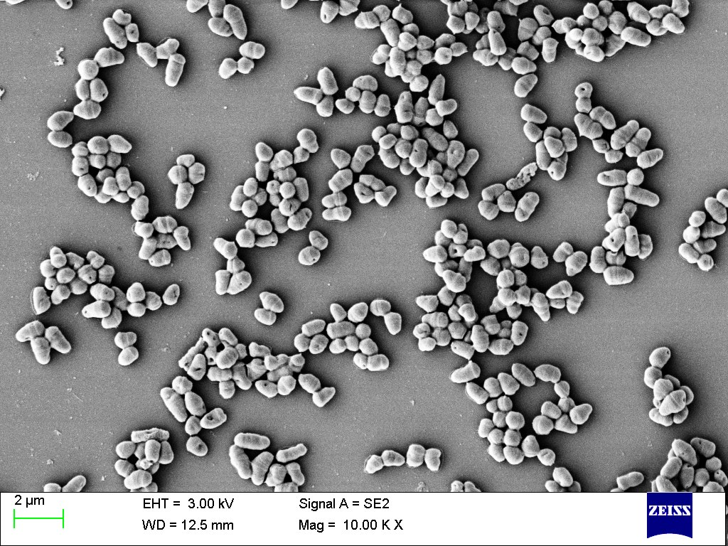 精品国产美女福领在线 农业废物作为微生物香精生产基质的潜力研究