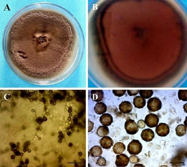 精品国产美女福领在线 农业废物作为微生物香精生产基质的潜力研究