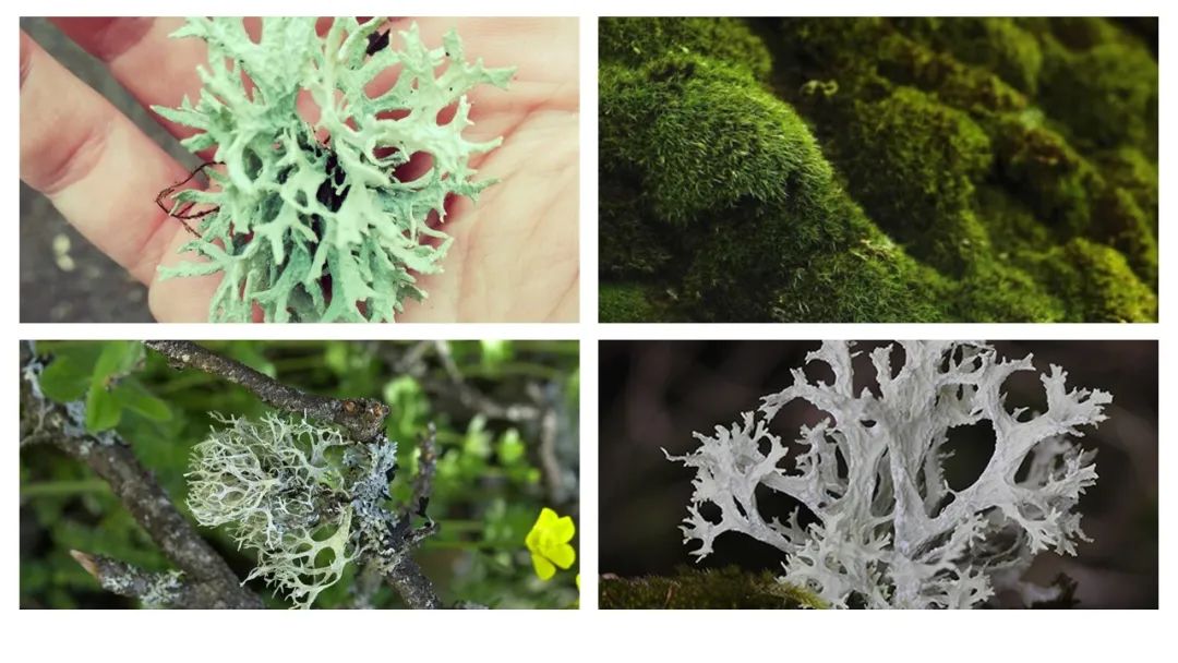极品网红诱惑一区在线 调香笔记(8)——50种常见的香水成分:气味和起源