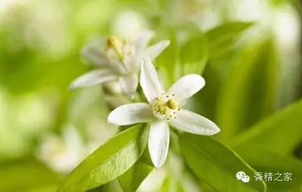 精品国产美女福领在线 常用于制作香水的植物香料