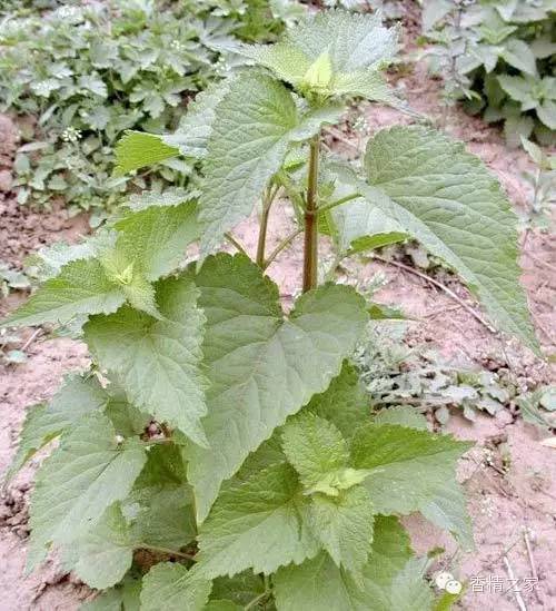 精品国产美女福领在线 常用于制作香水的植物香料