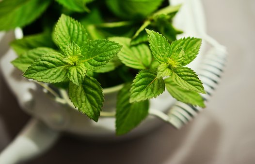 经典三级视频在线观看 这3种植物的香气可恢复脑力和止痛