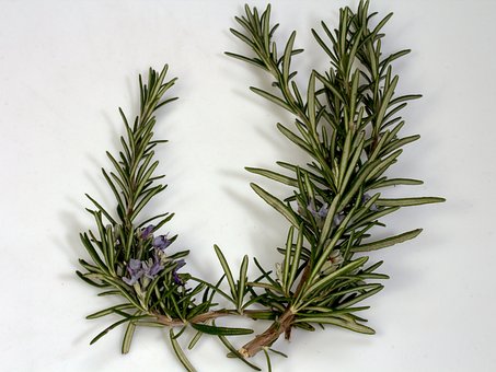 经典三级视频在线观看 这3种植物的香气可恢复脑力和止痛