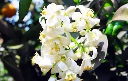 经典三级视频在线观看 初春花香调香水盘点 | 橙花系香水