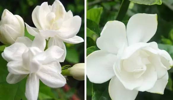 精品国产美女福领在线 你与酷夏当中隔了一瓶香水