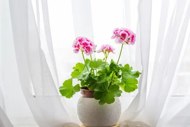 精品国产美女福领在线 室内种植这几种植物，让你的房间充满芳香，净化空气，芬芳室内