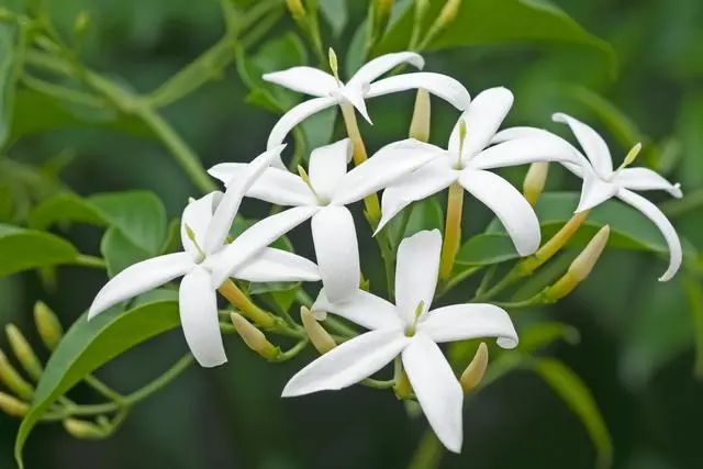精品国产美女福领在线 室内种植这几种植物，让你的房间充满芳香，净化空气，芬芳室内