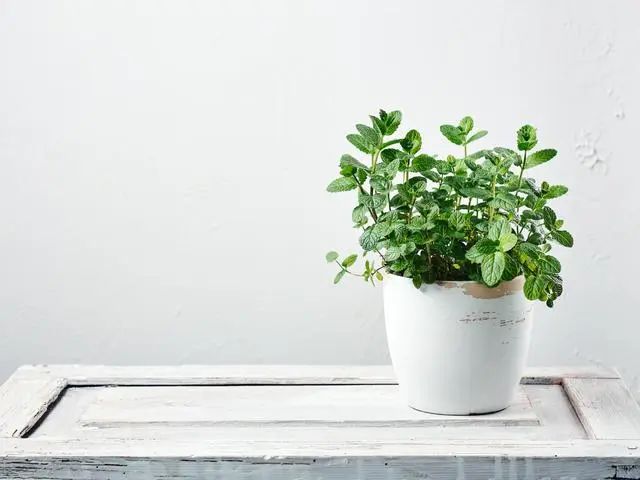 精品国产美女福领在线 室内种植这几种植物，让你的房间充满芳香，净化空气，芬芳室内