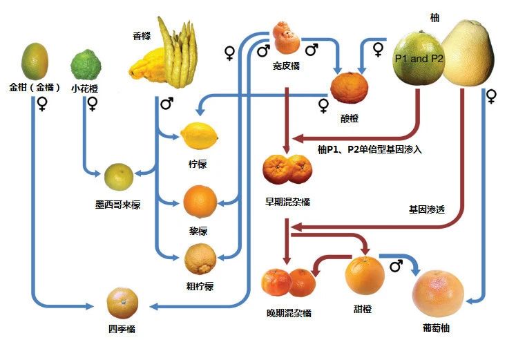 精品国产美女福领在线 柠檬气味原料合集（上）