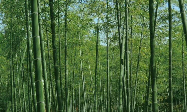 精品国产美女福领在线 常见的香氛香型都有哪些