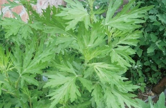 精品国产美女福领在线 夏天来了，驱蚊的香料有哪些