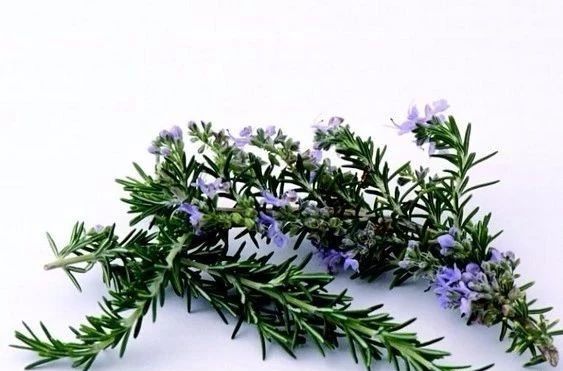 精品国产美女福领在线 夏天来了，驱蚊的香料有哪些